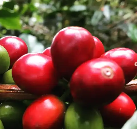 Primer plano de cerezas rojas de café maduras