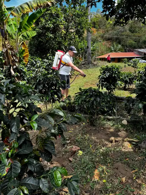 Cuidado de los cafetos jóvenes en la finca