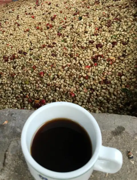 Granos de café en lavado y una taza de café negro