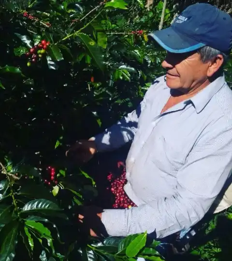 Gustavo Sánchez recolectando cerezas de café de la mata