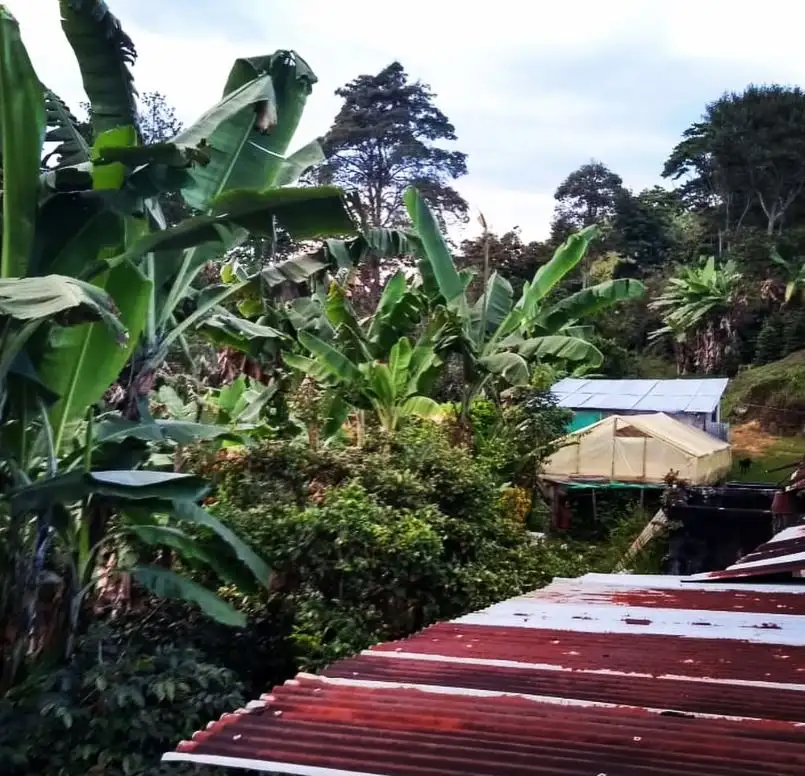 Matas de plátano y techos de la Finca San Isidro