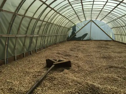 Café secándose bajo una cubierta, con un rastrillo de madera